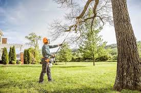 How Our Tree Care Process Works  in  Plantation, FL